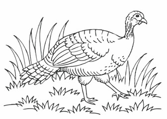 Turkey watercolor illustration. Hand drawn underwater element design Coloring page Design