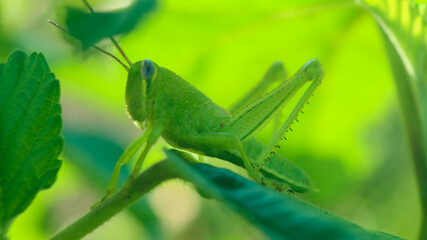 Green grasshoppers perched on leaves. Green grasshoppers are generally often found in Indonesia.