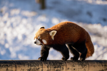 Red panda in the winter zoo
