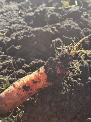 Obraz premium carrots, carrots in the garden