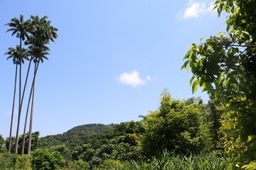 Palm trees in a Rainforest