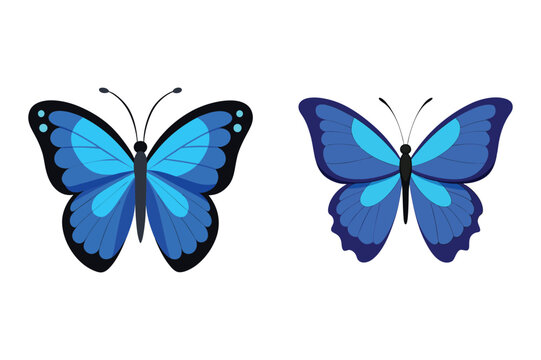  blue morpho butterfly insect vector illustration set.