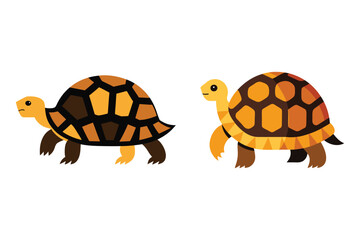 indian star tortoise vector illustration set.