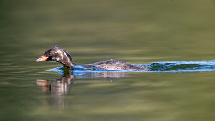 Zwergtaucherjungtier flitzt unheimlich schnell durch das Wasser