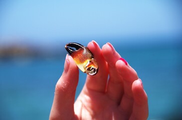 A crab claw in a girl&rsquo;s hand