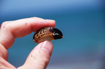 A crab claw in men&rsquo;s hand