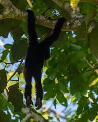 western hoolock gibbon (Hoolock hoolock), a primate from the gibbon family, Hylobatidae observed in Delhing Patkai, Assam, India