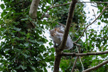 Grey Squirrel (Sciurus carolinensis) spotted in National Botanic Gardens, Dublin