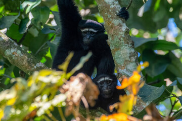 western hoolock gibbon (Hoolock hoolock), a primate from the gibbon family, Hylobatidae observed in Delhing Patkai, Assam, India