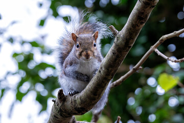 Grey Squirrel (Sciurus carolinensis) spotted in National Botanic Gardens, Dublin
