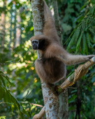 western hoolock gibbon (Hoolock hoolock), a primate from the gibbon family, Hylobatidae observed in Delhing Patkai, Assam, India