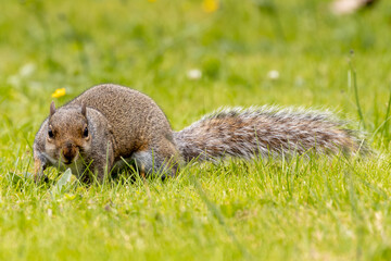 Grey Squirrel (Sciurus carolinensis) spotted in National Botanic Gardens, Dublin