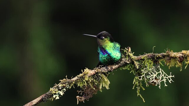 A Hummingbird in Costa Rica 