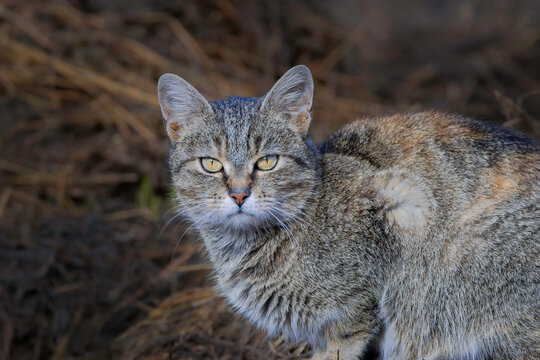 tabby feral cat closeup - Powered by Adobe