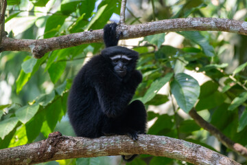 western hoolock gibbon (Hoolock hoolock), a primate from the gibbon family, Hylobatidae observed in Delhing Patkai, Assam, India