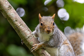 Grey Squirrel (Sciurus carolinensis) spotted in National Botanic Gardens, Dublin
