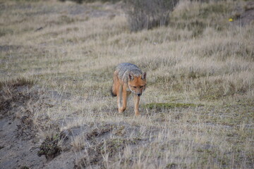 Culpeo or Andean Fox, Cotopaxi, Ecuador
