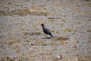 Carunculated Caracara, Cotopaxi, Ecuador