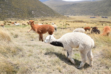 Alpacas, Chimborazo, Ecuador