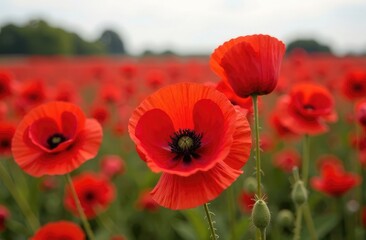 Obraz premium Red poppies in a poppies field. Remembrance or armistice day.