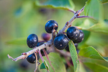 black currant bush