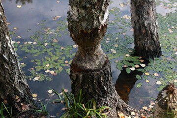 Birch trunk gnawed by beavers. Beaver's work in the forest.