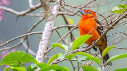 Flame-colored tanager perched in a tree.