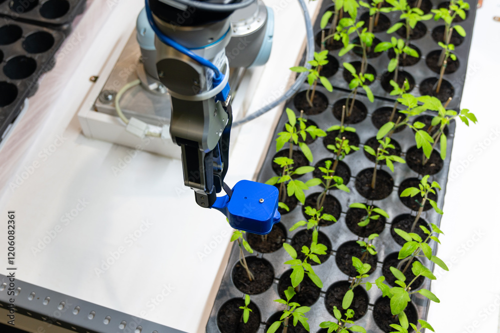 Leinwandbilder a robot in a greenhouse evaluates the quality of tomato seedlings using a sensor. smart farming