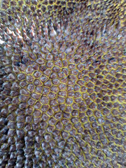 Jackfruit peel with selective focus and full frame