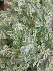 Coprosma repens in a garden, selective focus