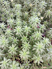 Close up of Sedum Lineare plant