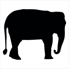 Animal Elephant silhouette vector illustration