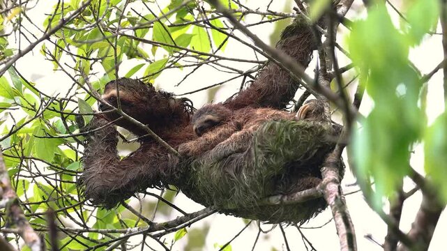 A sloth with a baby in Costa Rica