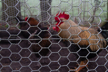 Chickens in a chicken coop after a cold night  the mesh is frosted © Matauw