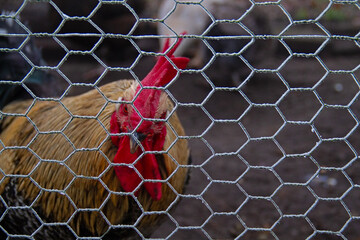 Chickens in a chicken coop after a cold night  the mesh is frosted © Matauw