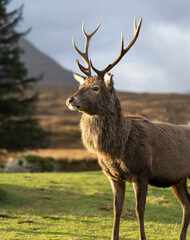 Highland Stag Monarch of the Glen