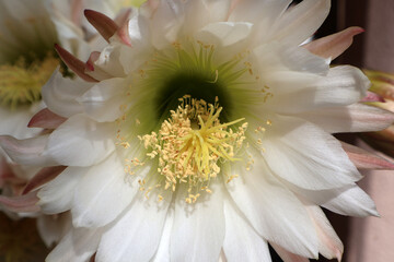 Pistil et pollen de cette fleur blanche