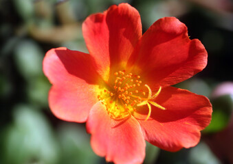 Obraz premium coeur de cette fleur rouge