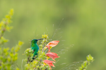 A malachite sunbird Nectarinia famosa) in the Van Reenen area of South Africa. Green foliage and vibrant colors mkae this image pop, and the use of negative space makes for ideal copy space.