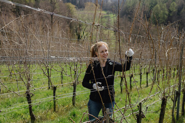 red-haired woman cutting dry branches of vineyard with pruning shears in spring