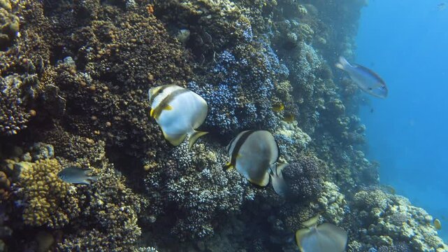 Orbicular batfish fish on sea coral reef. Red sea