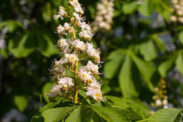 chestnut blossom candles in the park. Big lush, fragrant spring flowers