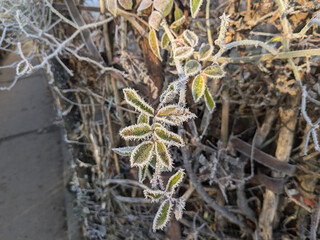 Frost-covered leaves glisten in the early morning light near a garden fence in winter