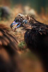 The brown vulture is a bird of prey. They feed on carrion, the corpses of mammals. Wild vultures in the mountains of Bulgaria. Madzharovo, Eastern Rhodopes. Scavengers. Wild living scene in nature.