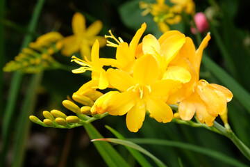 Crocosmia ‘Paul's Best Yellow’ monbretia in flower.