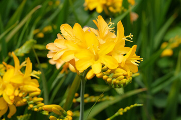 Crocosmia ‘Paul's Best Yellow’ monbretia in flower.