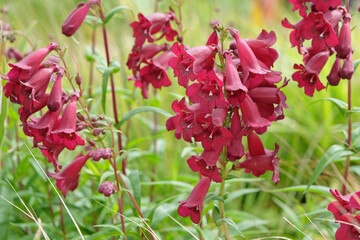 Merlot red penstemon, also known as foxglove beardtongue ‘Raven’ in flower.