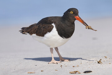 Magellanic Oystercatcher (Haematopus leucopodus) foraging on the coast of Sea Lion Island in the Falkland Islands.