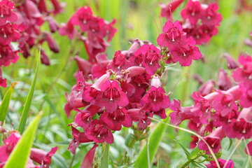 Merlot red penstemon, also known as foxglove beardtongue ‘Raven’ in flower.