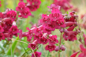 Merlot red penstemon, also known as foxglove beardtongue ‘Raven’ in flower.